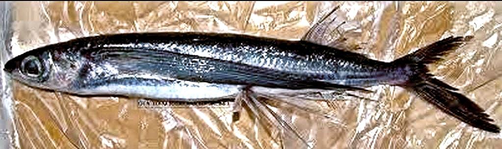 Cheilopogon pinnnatibarbatus_02